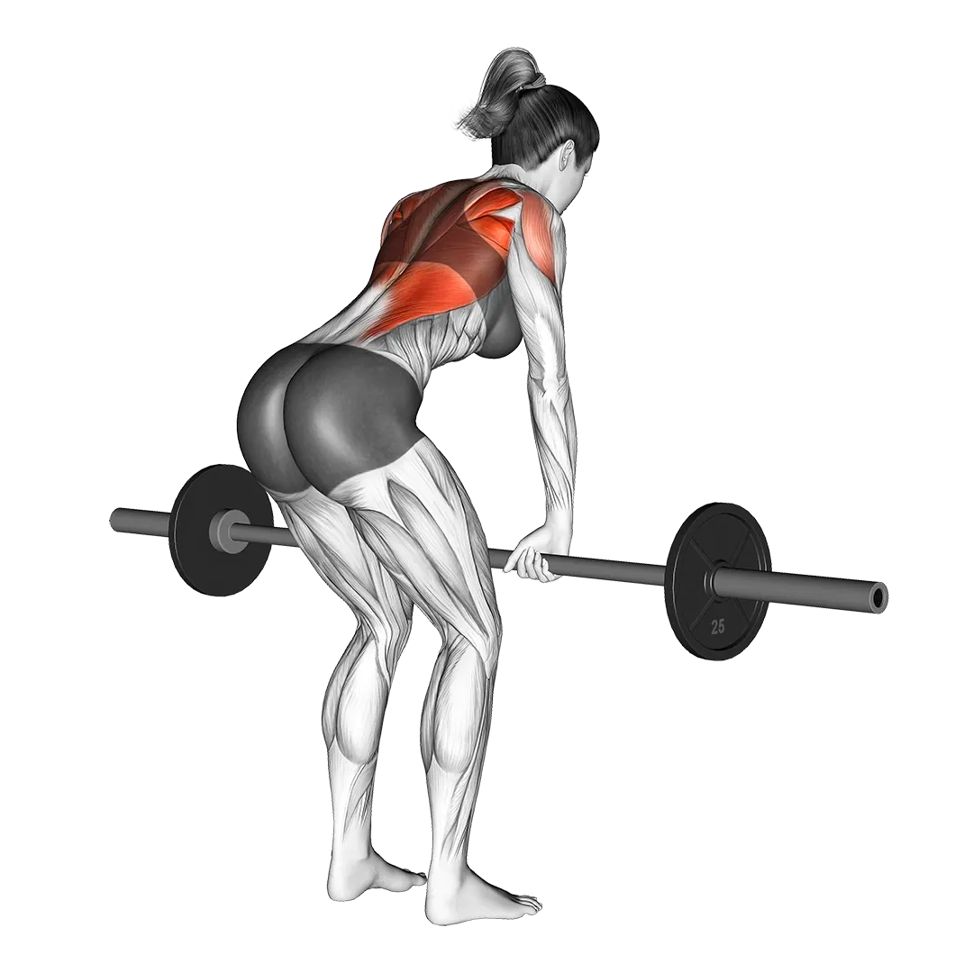 Barbell bent-over row demonstration