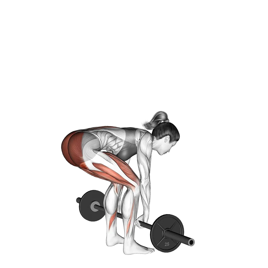 Barbell deadlift demonstration